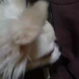 コアさんの興味を引く声は…の画像