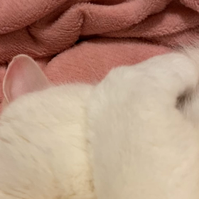 寝息？いびき？の画像