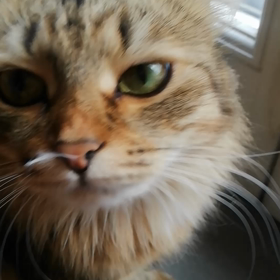 お外好きだよね。の画像