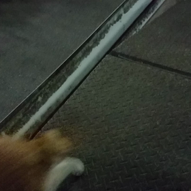 寒い中を待つ猫ちゃん達の画像