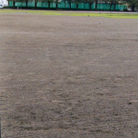 無題(鳩の群2)の画像