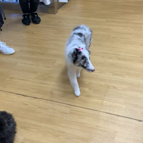 パピーパーティーの画像