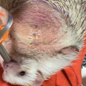 過保護@ハリ坊朝太編の画像