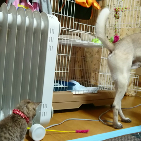 大掃除後。の画像