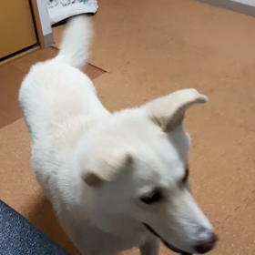 今日のシロくんの画像