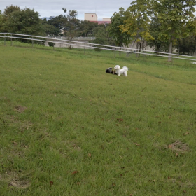 今日のはなちゃん428、モモちゃん384の画像