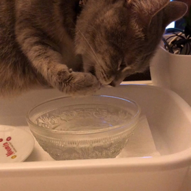 ココの水飲みの画像