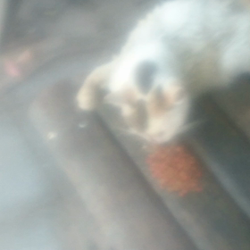 しらゆきちゃん 動画シリーズの画像