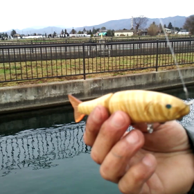 虎目のS字 スイム動画の画像