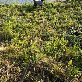 風が強い日むぎ散歩動画の画像