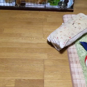 キャベツ食べた！の画像