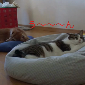 グッドタイミング！ 久しぶりに母に電話。字幕付きペット動画の画像