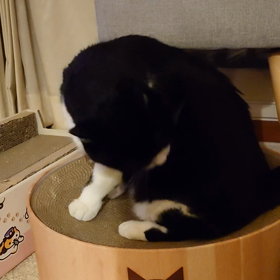 動画です。音量ありの画像