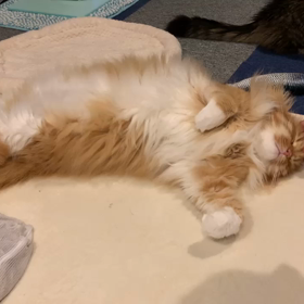 猫は頭と額がお好きの画像