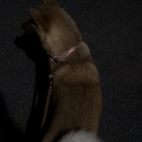 ケリ散歩65 ＊風に吹かれて＊の画像