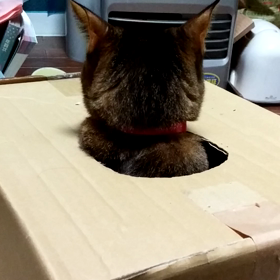 段ボール猫①の画像