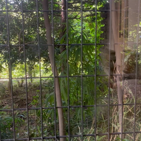 怖いのよの画像