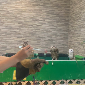 動物プロダクションの日常。の画像