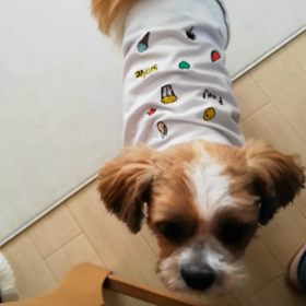 プチステイのろってぃ君の画像