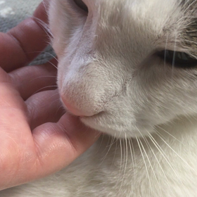 チュパチュパ動画の画像