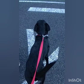 [動画] 飼い主しゃんのお荷物運ぶのだ！の画像