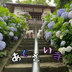 糸島あじさい寺の画像