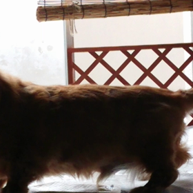 おじいさん犬、少し復活！！の画像