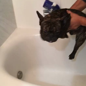 tetsuoは泳ぐ どこまでもの画像