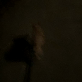 散歩ちゅの画像