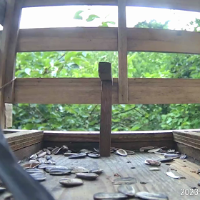 すぎぴたんの事件簿シーズン3　315話（まさに、横取り（よこ鳥）ヤマガラ）の画像