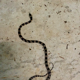 自然図鑑！…爬虫類編‼︎の画像