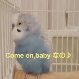 【おしゃべりインコ】DA PUMPのUSA練習中❤️の画像