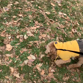 ♪12わんこと90分遠足♪代々木公園♪の画像