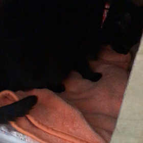 チーちゃん産箱に移動の画像