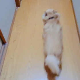 朝散歩のあとはﾃｸﾃｸ........."8-(o･_･)oの画像