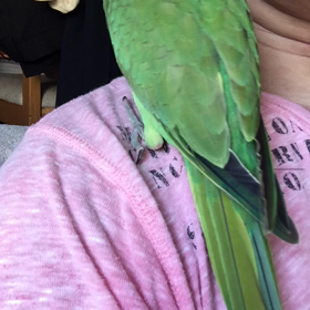 ワカケホンセイインコの画像