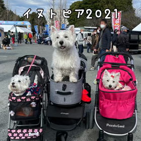 イヌトピアの画像