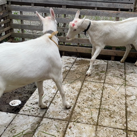 進撃のポールの画像