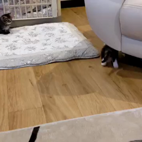 子ニャンコちょこまかの画像