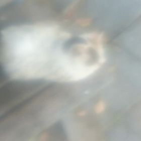 しらゆきちゃん動画シリーズの画像