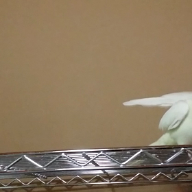 わたちのお歌聞かせてあげるの画像