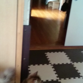 とってこい❗の画像