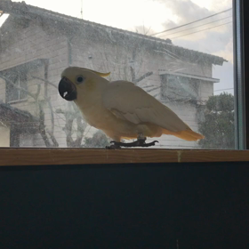 コバタン雛鳴きの画像