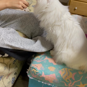 けなげなシロちゃんの画像