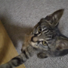 昨日はミーちゃん記念日だったの画像