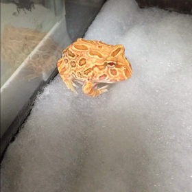 ついに？出た〜♪ ..3日前の事ですが。の画像