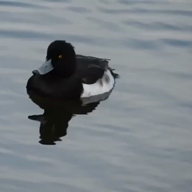 キンクロハジロのキンちゃん！目が点！の画像