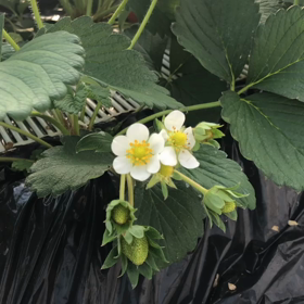 紅ほっぺの画像