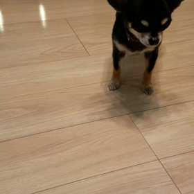 チワワのモッチの画像