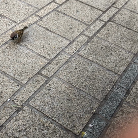 すずめが来てくれるの画像